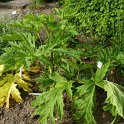 Heracleum mantegazzianum feuille